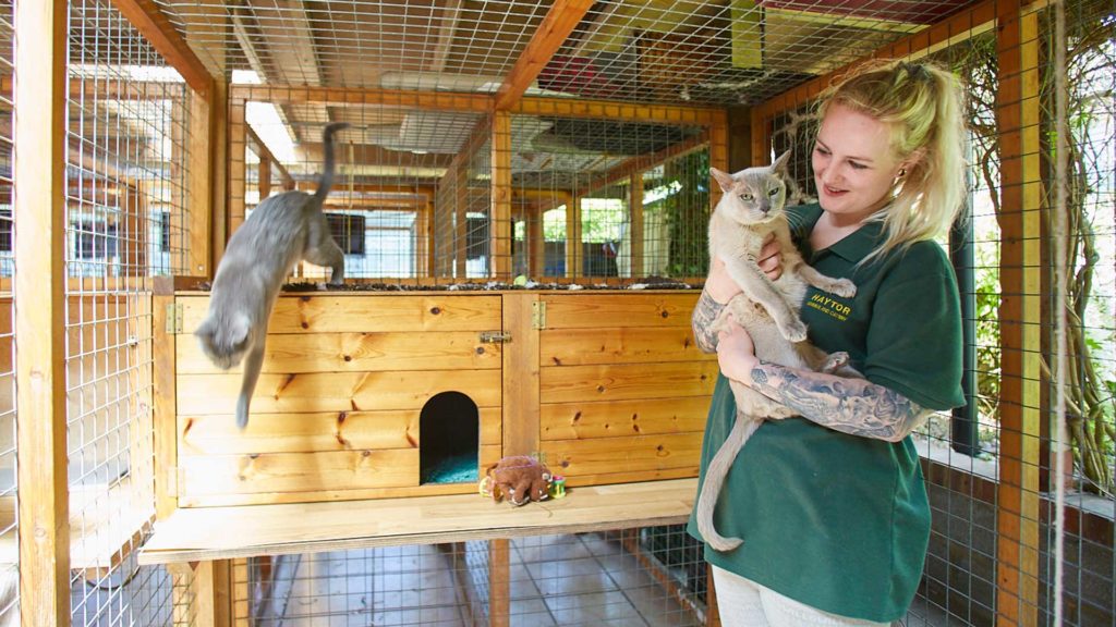 Haytor Cattery Haytor Kennels and Cattery, Dorking, Surrey, close to