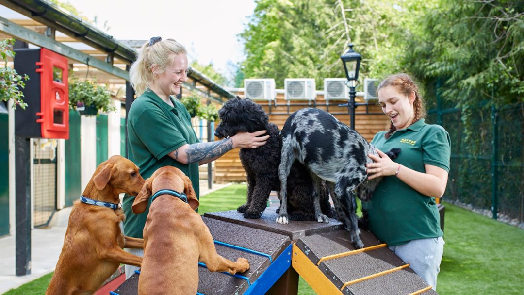 Haytor Dog Boarding Kennels Near Dorking Haytor Kennels and Cattery