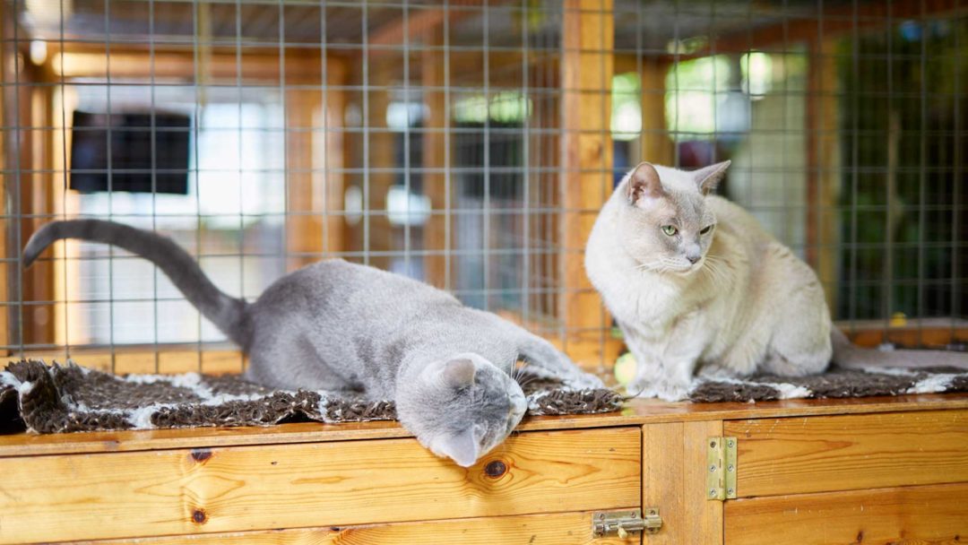 Haytor Cattery Haytor Kennels and Cattery, Dorking, Surrey, close to